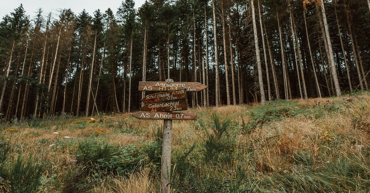reading trail signs and markings at a forest junction with multiple directions