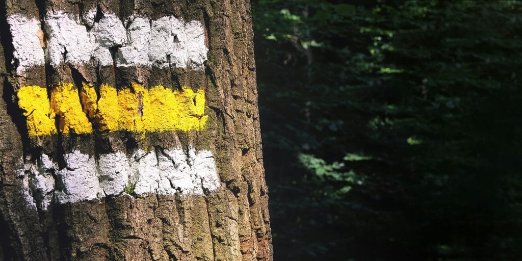 reading trail signs and markings with painted trail markers on trees