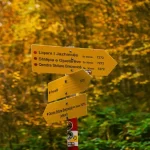 familiar trails can still cause wrong turns at forest junctions with trail signs