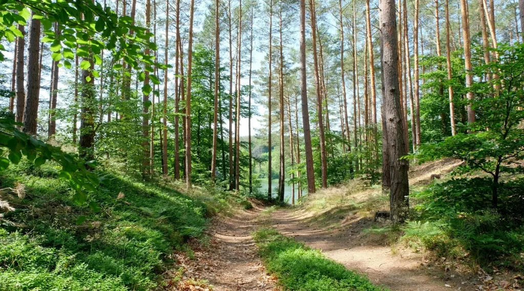 trail scenery changes how long a hike feels when forest routes open into brighter views