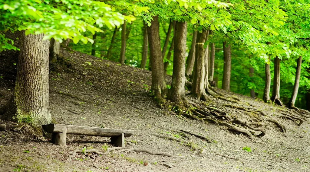 best rest spots on hiking trails often include shade level ground and calm surroundings