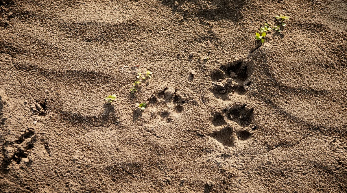 noticing wildlife on hiking trails through tracks and other animal signs