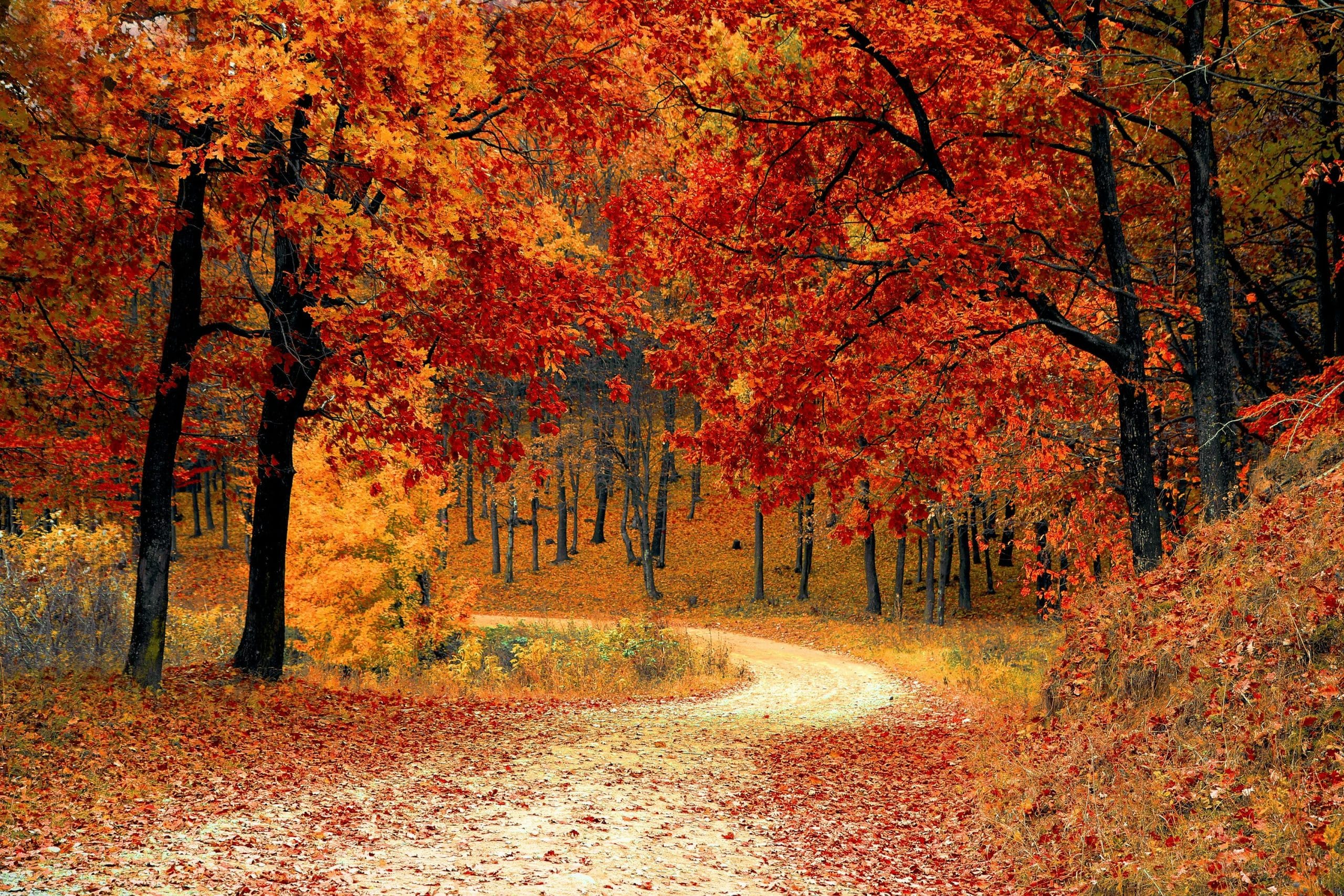 fall hiking trails often include leaf cover that changes footing and trail awareness