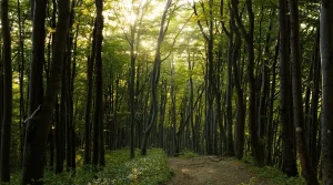 Why Forest Hiking Trails Feel Different From Open Mountain Routes