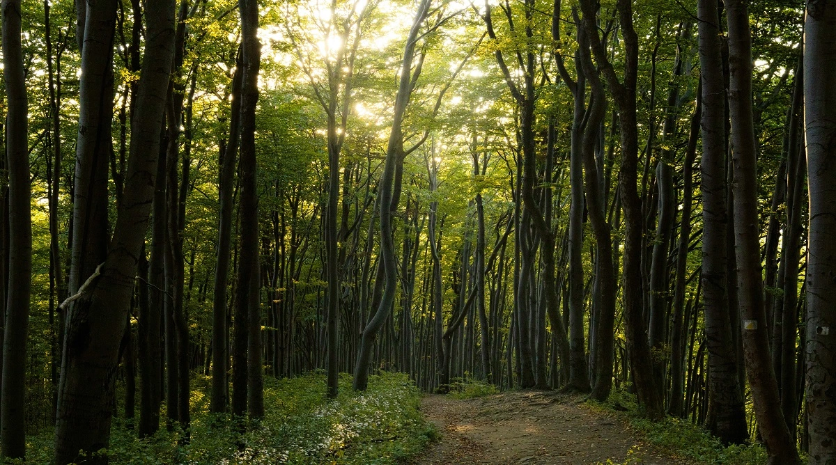forest hiking trails with filtered light and dense tree cover