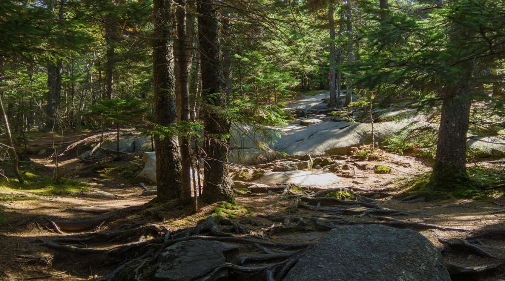 forest hiking trails often include roots and uneven shaded ground