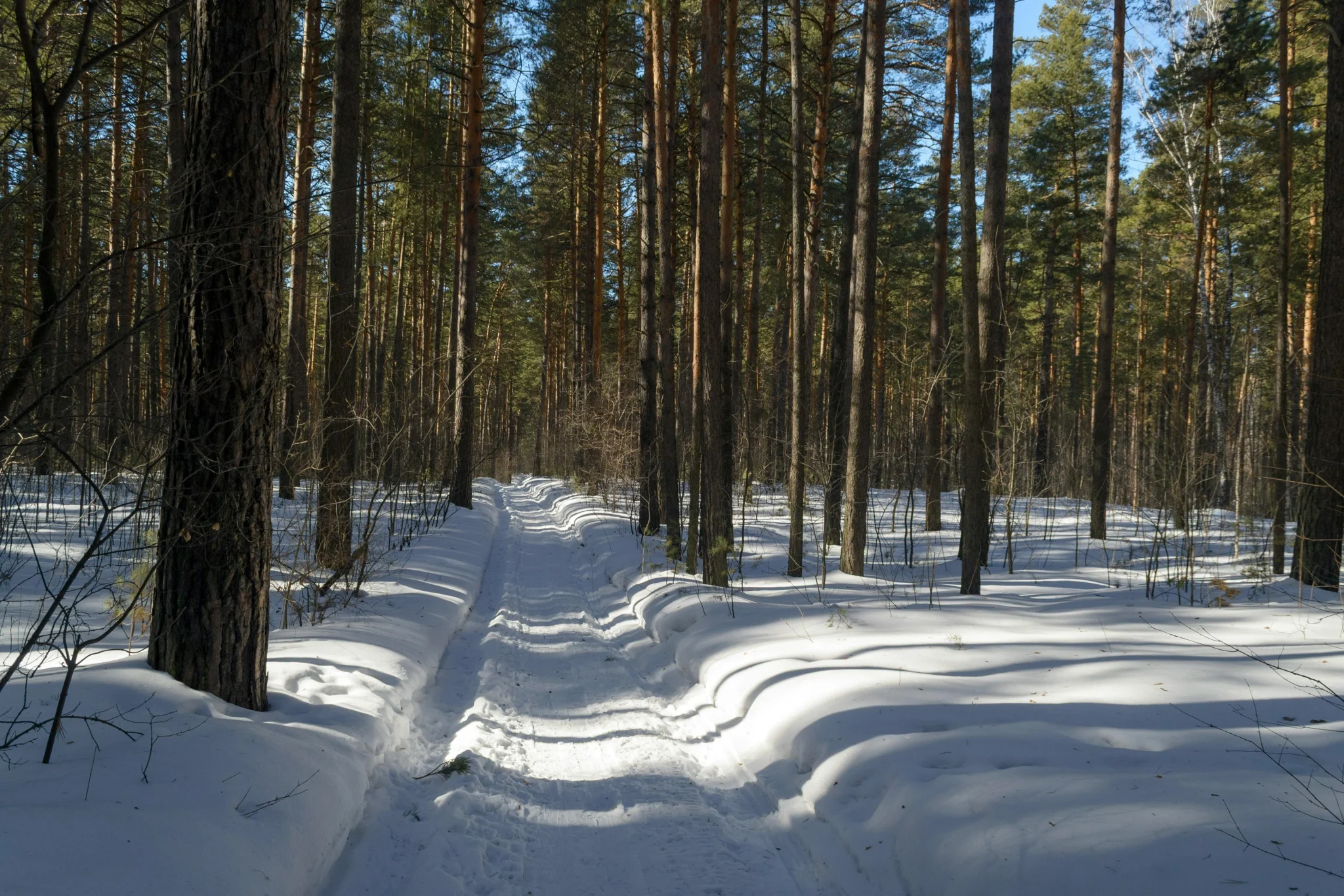spring mud on hiking trails can make familiar forest paths feel slower