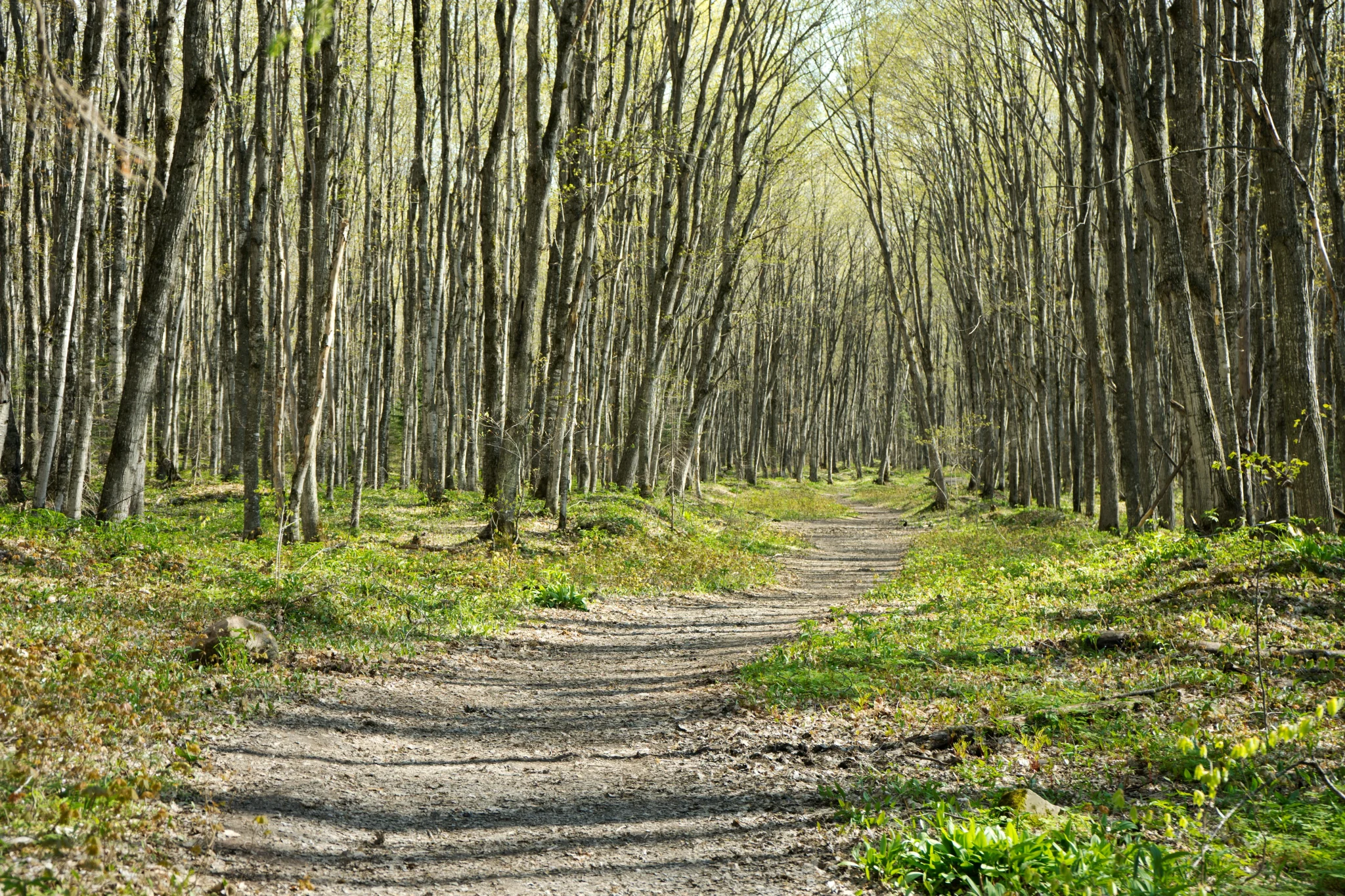 spring mud on hiking trails can make familiar forest paths feel slower