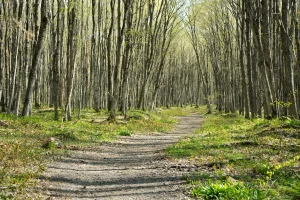Why Spring Mud Can Make a Familiar Hiking Trail Feel Slower Than Usual
