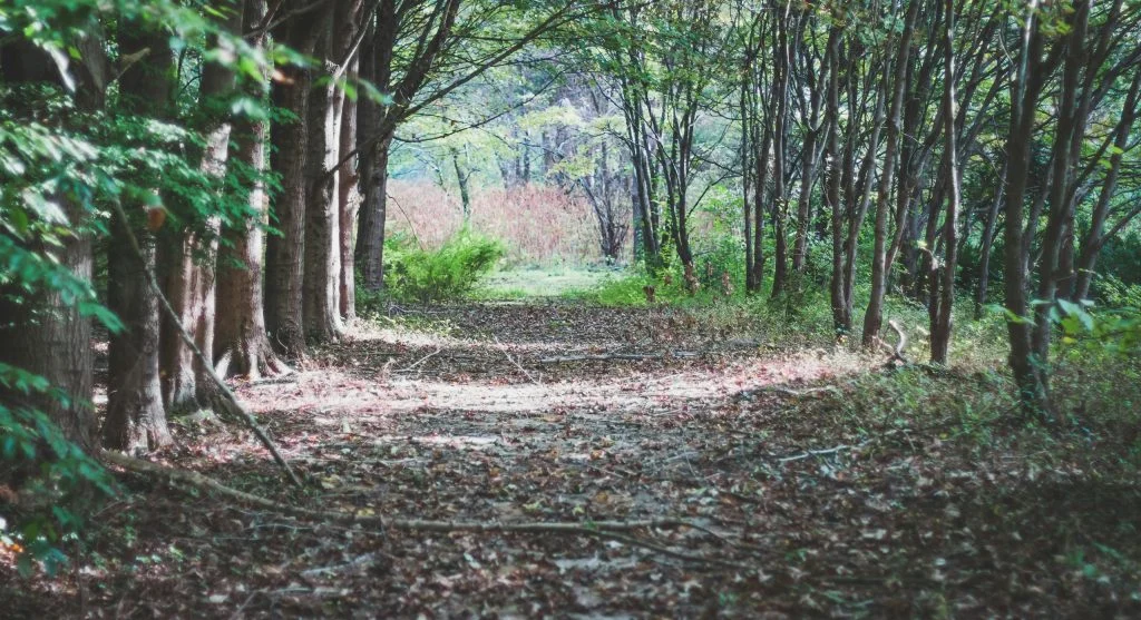 roots and leaves on forest trail