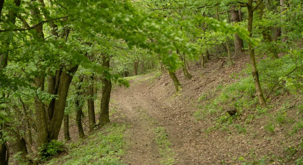 hiker on trail with late shade