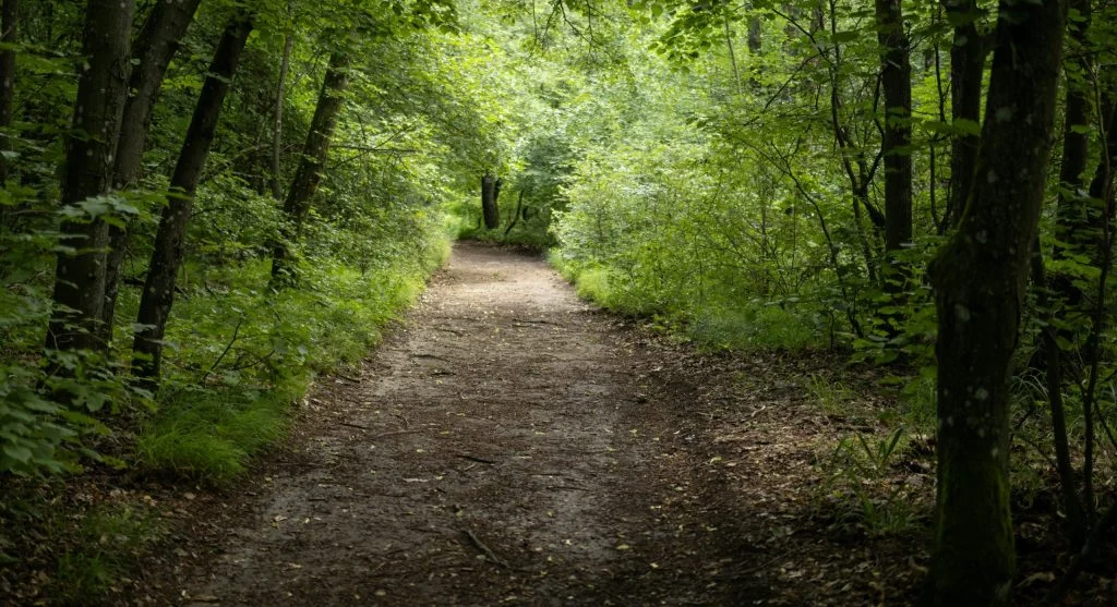 hikers on shaded forest path