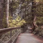 Person walking quietly on a serene trail surrounded by nature