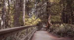 Person walking quietly on a serene trail surrounded by nature