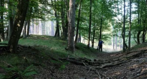 hiker on trail with late shade