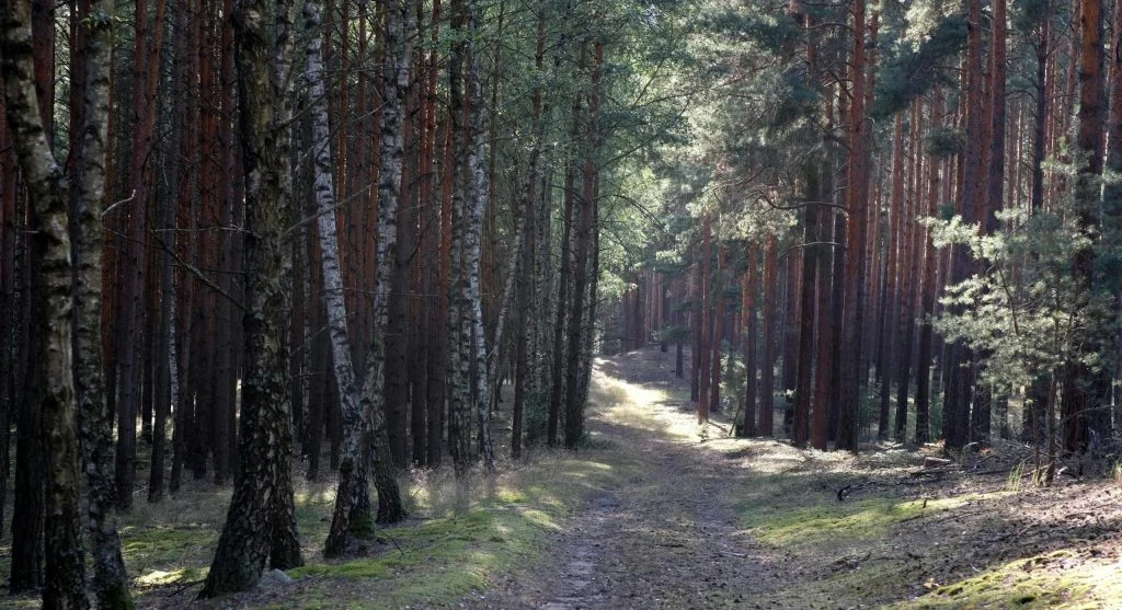 A person hiking on a sunny spring trail with minimal shade