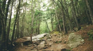 roots and leaves on forest trail