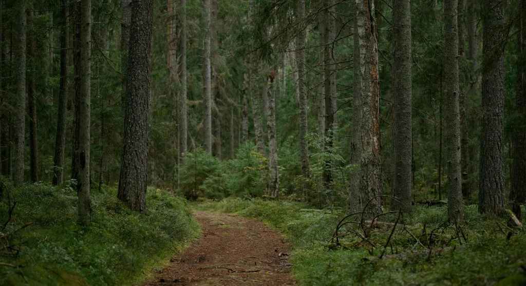 A quiet forest trail with minimal human noise