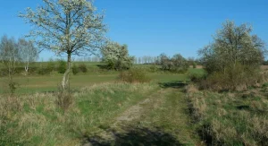 Person hiking on a sunny trail in spring