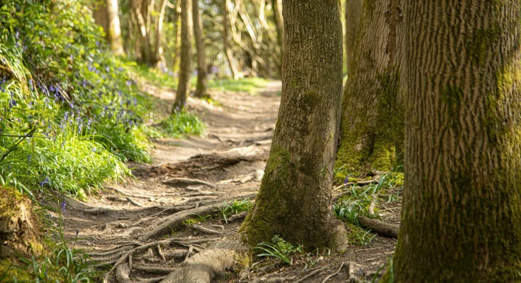 Darker damp patches and exposed roots on a trail surface