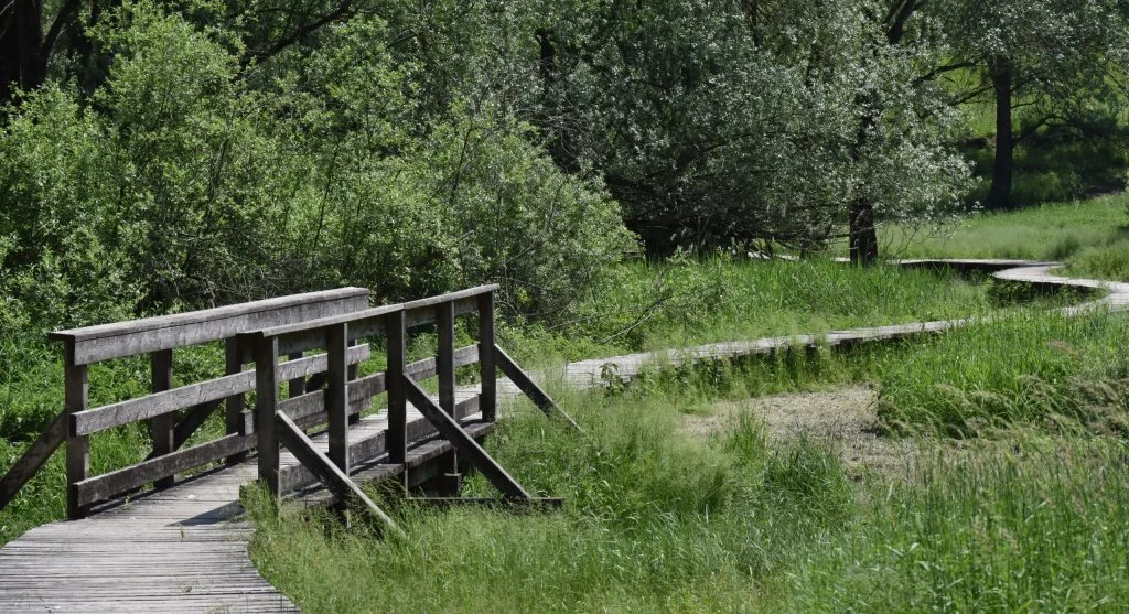 Wooden bridges and boardwalks feel safer when hikers slow slightly before stepping onto them
