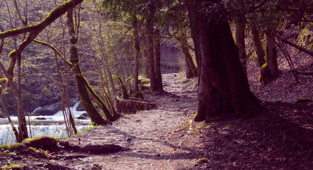 Spring trails near water often feel slower when soft edges reduce the most stable walking line