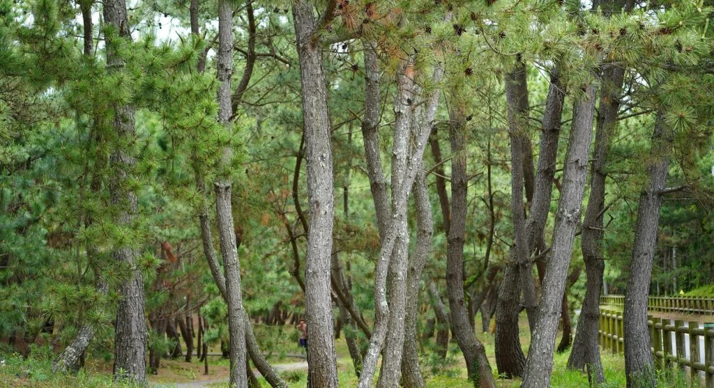 hikers on loop trail with varying scenery