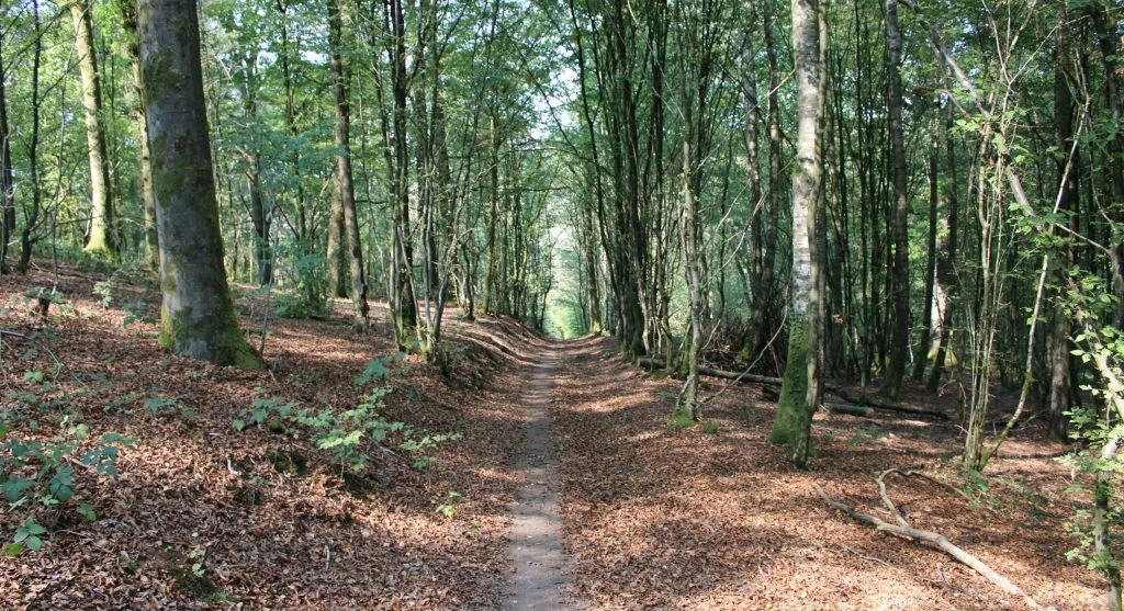 Forest paths often feel easier after open ridge trails because they provide more shelter