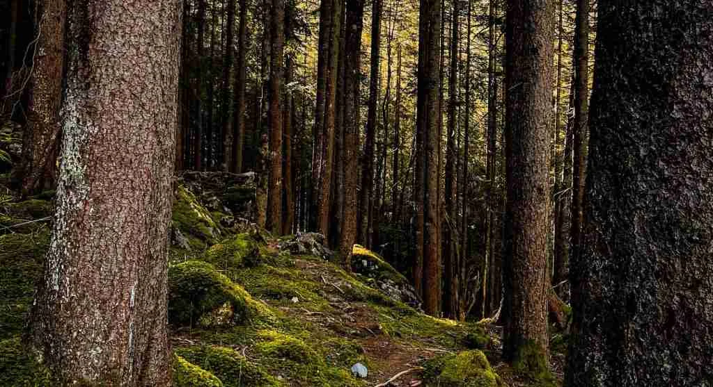 Shaded trail comfort can make hidden hiking fatigue harder to notice early
