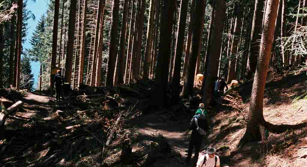 Alternating shade and sunlight often make trail pace less steady for hikers
