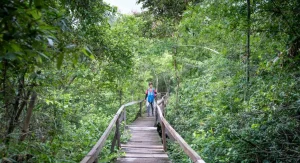 Hikers often feel slower after leaving boardwalk sections on wet trails